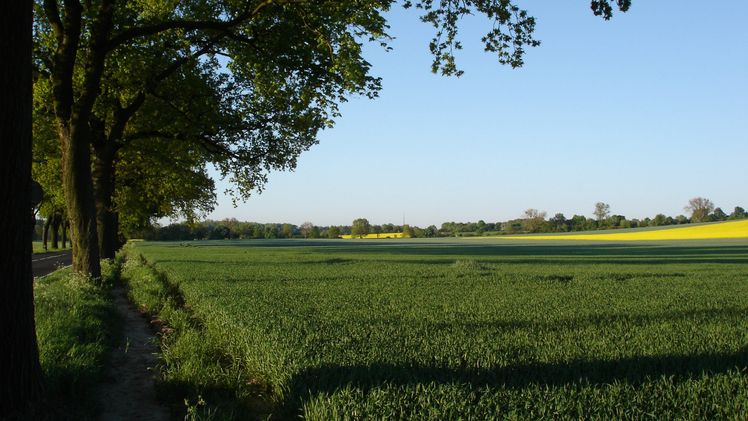 Klimaanpassungsmaßnahmen, beispielsweise die Wiedervernässung von Feuchtgebieten oder die Ausweitung von Baumbeständen, sind in der Lage die Landschaft regional um mehrere Grad Celsius zu kühlen. Bild: Claas Nendel / ZALF.