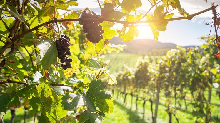 Bio-Weine besser vermarkten. Bild: kamisoka - iStock / Getty Images Plus via Getty Images.