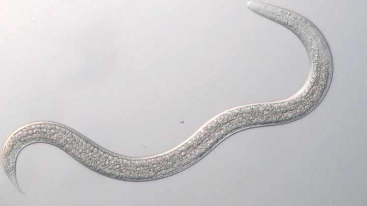 Diese Nematode ist eine hervorragende Ergänzung zu ihren Artgenossen Steinernema feltiae, Steinernema kraussei und Heterorhabditis bacteriophora. Bild: SAUTTER & STEPPER GmbH.