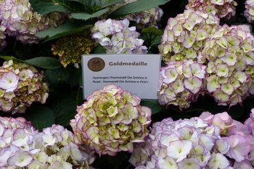 Hydrangea macrophylla Kanmara® Die Schöne