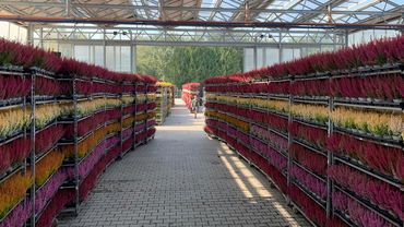 Heidi´s Versand. Bild: Hiedl.