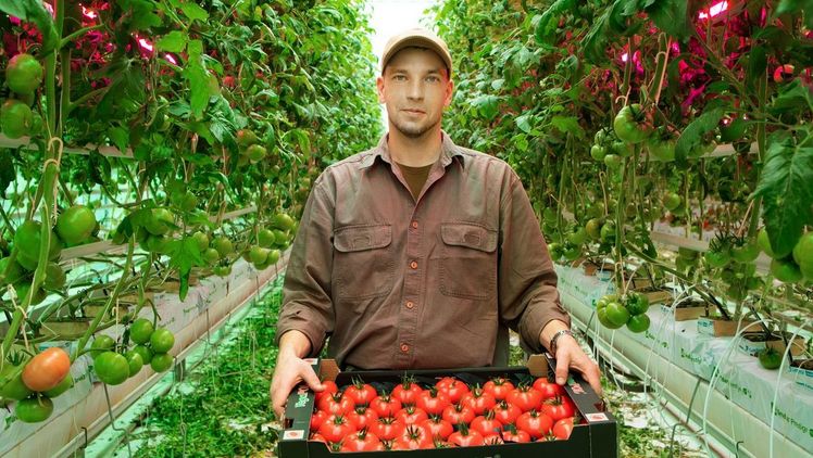 In Polen ist der ganzjährige Anbau von Tomaten in einem Gewächshaus nur mit künstlicher Belichtung möglich. Bild: Signify.