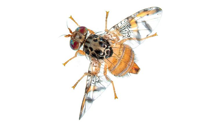 Echte Fruchtfliegen (wie hier die Mittelmeerfruchtfliege) bedrohen die Agrarproduktionen in Europa. Bild: Roswitha A. Aumann / Marc F. Schetelig.