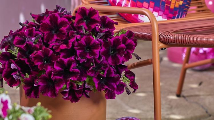 Petunia Go!Tunia.Bild: Florensis.