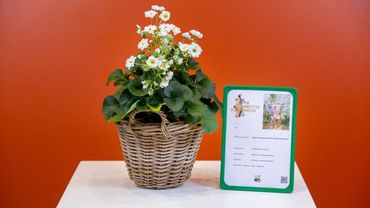 In der Kategorie „Kübelpflanzen“ konnte sich in 2020 die Fragaria x ananassa Duch F1 Summer Breeze Snow als Gewinner durchsetzen. Bild: ZVG. In der Kategorie „Kübelpflanzen“ konnte sich in 2020 die Fragaria x ananassa Duch F1 Summer Breeze Snow als Gewinner durchsetzen. Bild: ZVG.