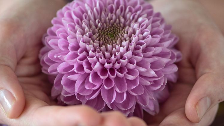Die neue Chrysanthemensorte 'Vanya Pink'. Bild: Royal Van Zanten.