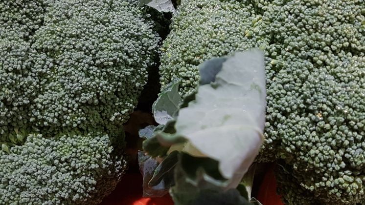 Mehr als 80% der Bevölkerung lehnen Patente auf Pflanzen oder Tiere ab. Bild: GABOT.