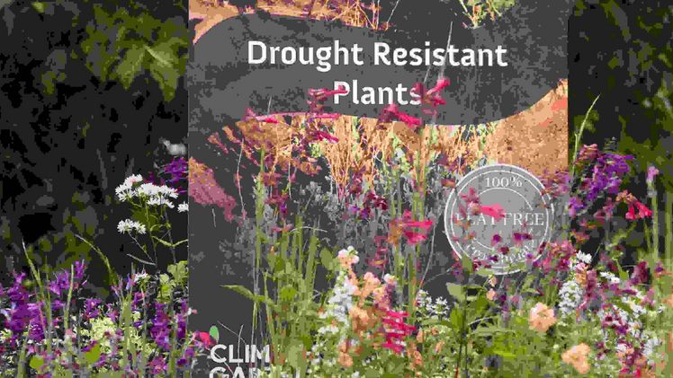 Climate Gardeners - die neue Brandmarke für innovative Gartencenter in Europa. Bild: Rijnbeek Perennials.