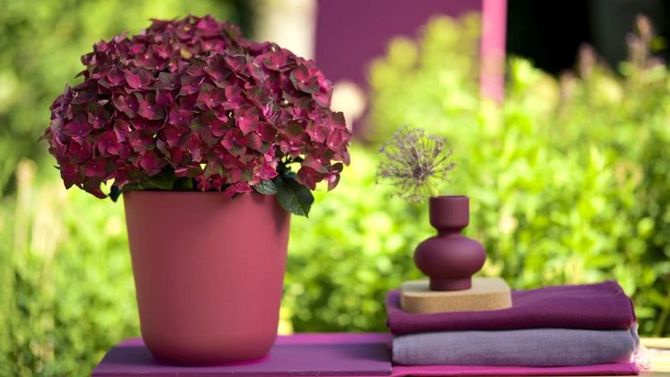Die Blüten der 'Ruby Tuesday' sind zu Beginn intensiv Grün mit roten Rändern, erröten im Laufe der Sommermonate immer mehr und haben im Herbst schließlich einen fulminanten Auftritt im Trendton. Bild: Magical Hydrangea.