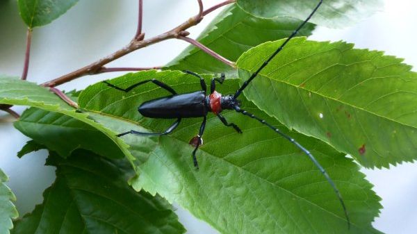 Der Asiatischer Moschusbockkäfer. Bild: LfL.