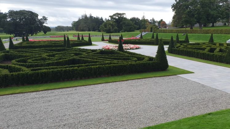 Taxus media 'Rising Star' in "Aktion". Bild: Buurte K