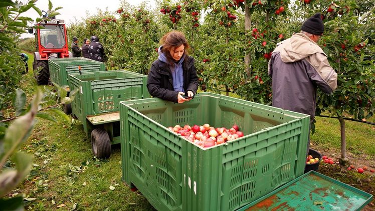 Unternehmenswissen direkt abrufbar – KI-gestützte Assistenz im Obstbau. Bild: © Fraunhofer IVV.