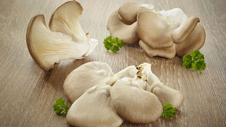 Seitlinge wie der Austernpilz sind rundum gesund, verbessern Cholesterinwerte, Immunkräfte sowie Knochen- und Gelenkschmerzen. Bild: GMH/BDC.