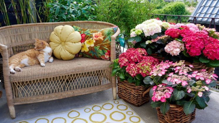 Die Kampagne "Vitamin Hydrangea" stimuliert Nachfrage nach Gartenhortensie während Freiluftsaison. Bildnachweis: Hydrangea World.