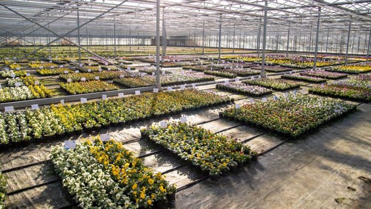 Benary Fall Pansy Trials in den Niederlanden. Bild: Benary. 