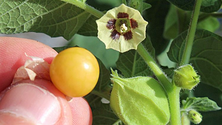 Physaliszüchtung. Bild: Lubera.