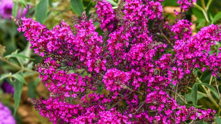 Buddleja Summerlounge 'Oktopus Magenta'. Bild: Heinje.