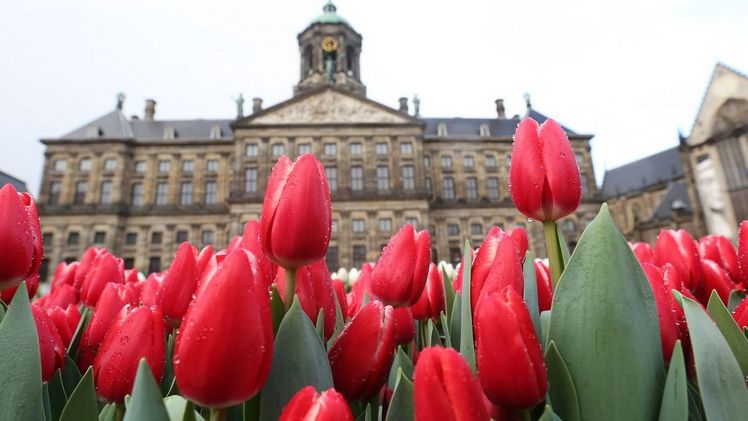 Immer am dritten Samstag im Januar feiert man in den Niederlanden den Beginn der neuen Tulpensaison. Bild: TulpenZeit.