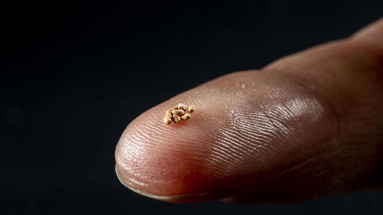 Die Samen von Erdbeeren. Bild: Limgroup.