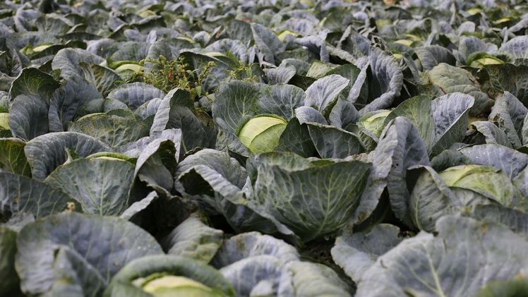 Kabis ist je nach Region unter vielen Namen bekannt. Kabis, Weißkohl oder Kraut beschreiben jedoch alle dasselbe Gemüse. Bild: Ji, LID CH. 