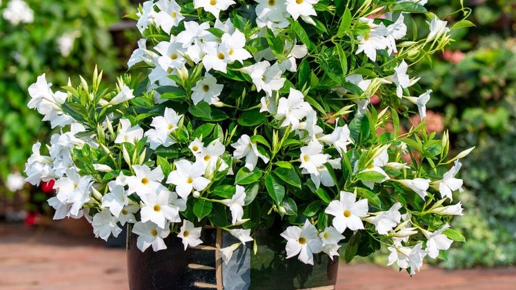 Weißer Traum: Eine große Solitärpflanze der Sorte „Summerstar white“ umgeben von kleineren Exemplaren ergibt ein harmonisches Bild. Bild: GMH/LV-NRW.