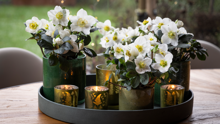 Christmas Carol ist Teil der Winter Pearls Collection des Züchters Syngenta Flowers. Bild: Syngenta Flowers.