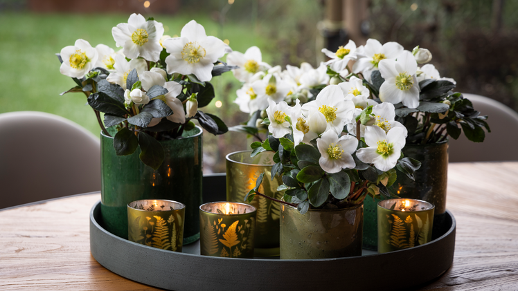 Christmas Carol ist Teil der Winter Pearls Collection des Züchters Syngenta Flowers. Bild: Syngenta Flowers.