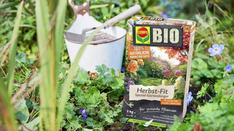 monatserdbeeren saatgut Saatgut Erdbeere