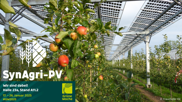 Landwirtschaft und Energiegewinnung mit Solarpaneelen auf einer Fläche kombiniert: das Forschungsprojekt SynAgri-PV stellt auf der Grünen Woche 2025 in Berlin verschiedene Konzepte für Agri-Photovoltaik vor. Bild: Fraunhofer ISE.