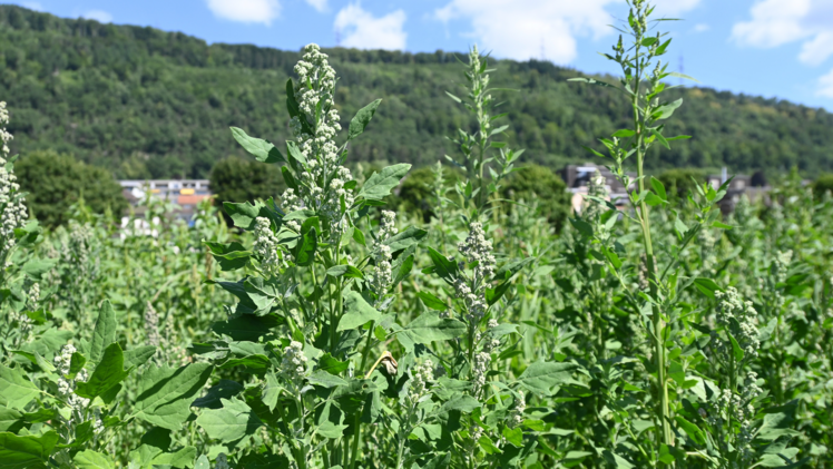 Der Quinoa-Boom in der Schweiz ist vorbei. Bild: jba.