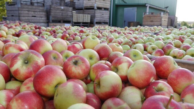 Ab dem 14. Februar 2023 trifft sich die Obstbau-Szene in Jork. Bild: Tourismusverein Altes Land e.V.