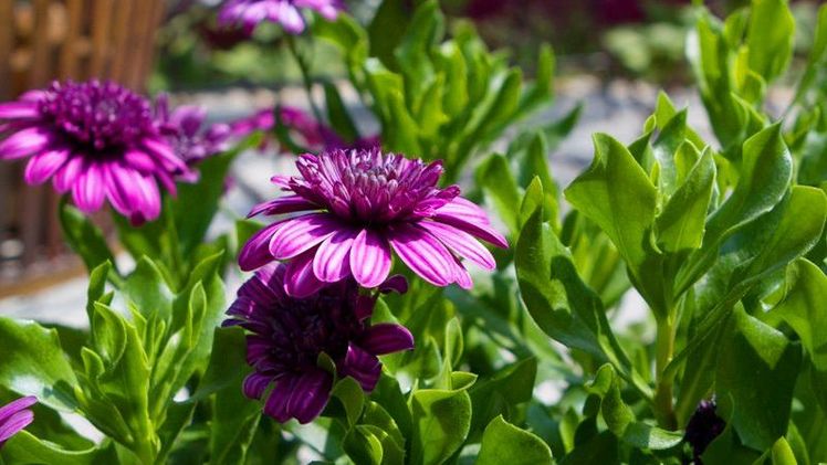 Private Gärten sollen die Gartenschau noch bunter machen. Bild: ©bwgrün.de