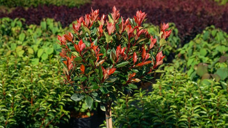 'Devil's Dream' als elegantes Stämmchen. Bild:  Devil's Dream.