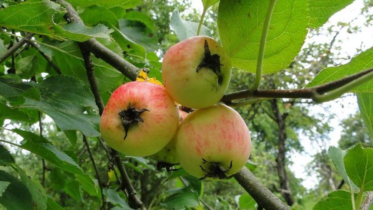Der Hohenheimer Rieslingapfel kehrt zurück an die Universität Hohenheim. Bild: Lucas Pacholet.