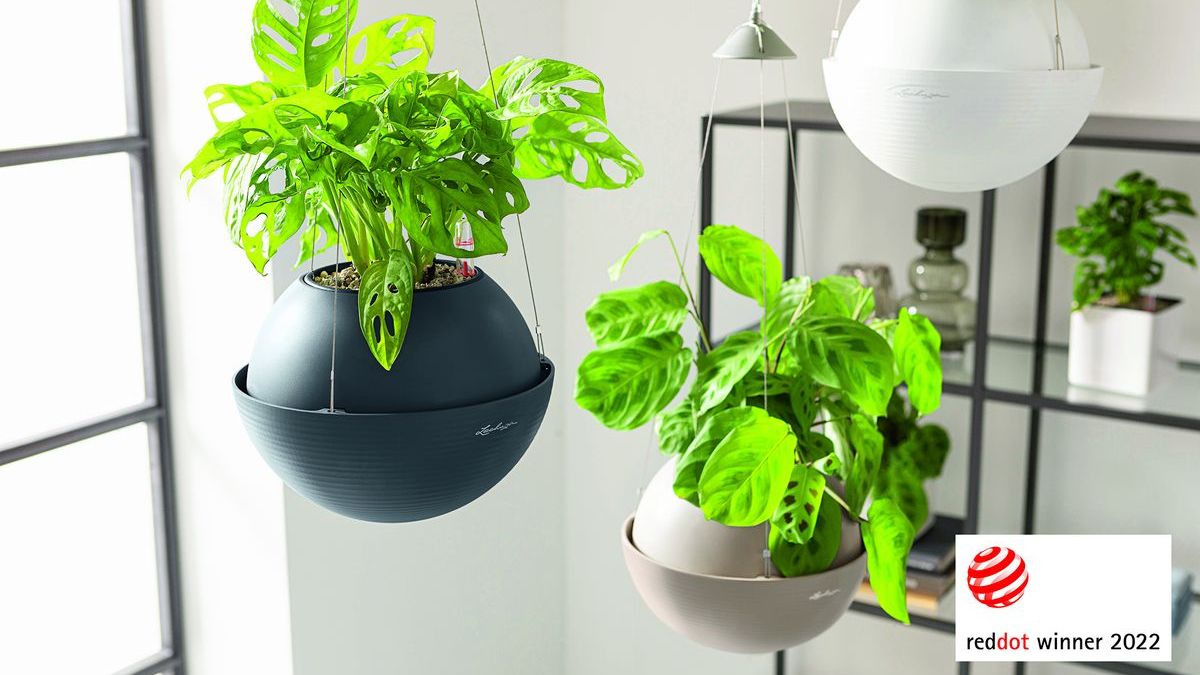 philodendron glad hands Philodendron 