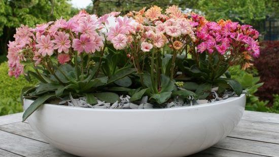 Lewisien sind außerordentlich hitze- und trockenheitsverträglich. Bild: GMH.