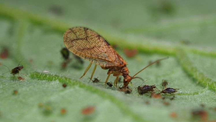 Der Blattlausräuber Micromus angulatus. Bild: Biobest.