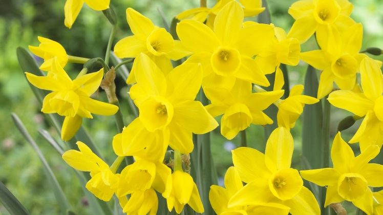 Narcissus triandrus ‘Sunlight Sensation’. Bild: Verver Export.