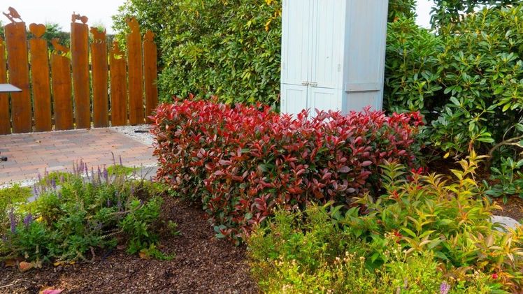 Roter Heckentraum mit Photinia Devil’s Dream®.