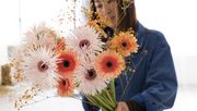 1893 gelangten die Gerbera nach Deutschland - verglichen mit der Geschichte von anderen Schnittblumen wie Tulpen oder Rosen ist das noch gar nicht lange her. Heute gehört die Gerbera weltweit zu den beliebtesten Schnittblumen überhaupt. Foto: PFFH. 