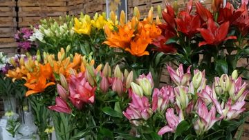Die Lilienbranche stellt ihre Innovationskraft bei den Dutch Lily Days 2026 unter Beweis. Bild: GABOT.