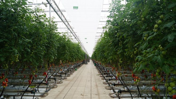 Harvest House hat sich auch auf Tomaten spezialisiert. Bild: GABOT.
