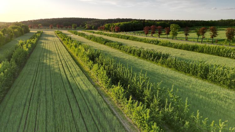 Die Effekte der Kombination von Grünland- und Ackerflächen mit Gehölzen sollen im Projekt MODEMA untersucht werden. Bild: © Lignovis GmbH.