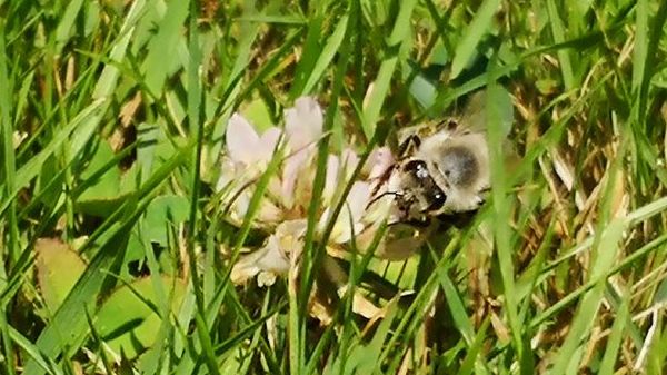 Laut Umweltbundesamt wurden mehr bienengefährliche Insektizide verkauft. Bild: GABOT.