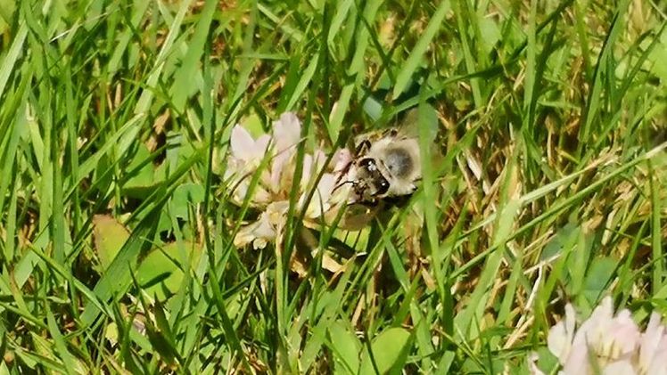 Der Wert der Bestäubungsleistung in Deutschland liegt bei 2 Mrd. Euro pro Jahr.. Bild: GABOT.