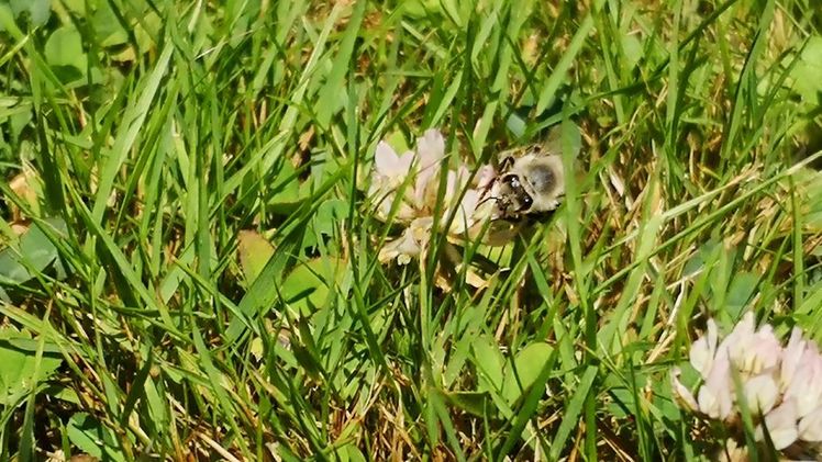 Die Gesetzentwürfe zum Volksbegehren "Rettet die Bienen" enttäuschen die bayerischen Bauern. Bild: GABOT.