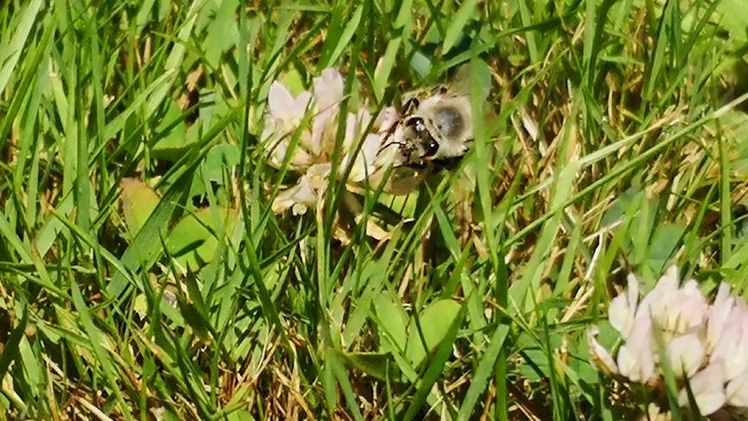 Rund 70% der weltweit wichtigsten Nahrungspflanzen sind auf die Bestäubung durch Insekten angewiesen. Bild: GABOT.
