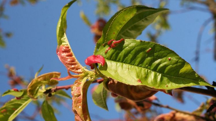 Pfirsichkräuselkrankheit wird durch den Pilz Taphrina deformans verursacht. Bild: "Natur im Garten"_Benes-Oeller.