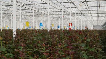 Moderne Produktionsflächen bei Aleia Roses. Bild: GABOT.