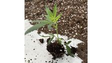 Cannabisjungpflanzen in Substrat dürfen nicht gehandelt werden. Bild: GABOT.